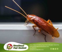 Best Davao pest control