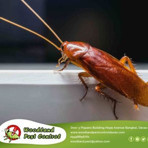 Have you ever wondered why your home has so many cockroaches regardless how often you clean it?