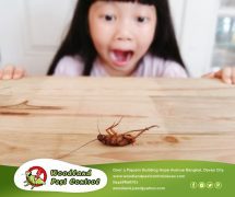 Best Davao pest control