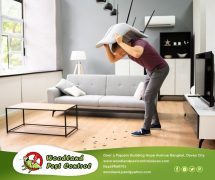 Best Davao pest control