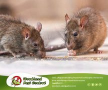 Best Davao pest control