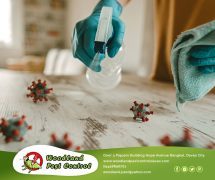 Best Davao pest control