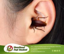Best Davao pest control
