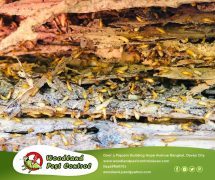 Best Davao pest control