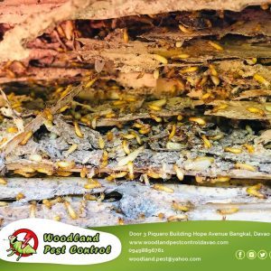 Termites attack and infest secretly. By the time you see them, the damage is great.