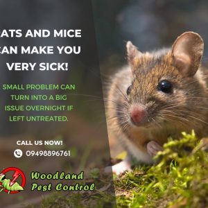 Rats and mice can make you VERY sick!