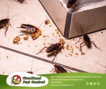 Best Davao pest control