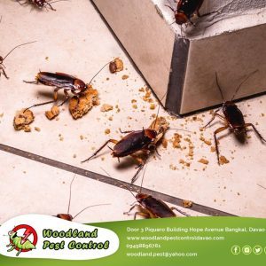 Attempting to eliminate cockroaches and termites on your own may help temporarily