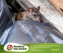 Best Davao pest control