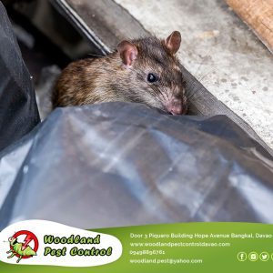 Rats love the holiday season because it means more food to eat!