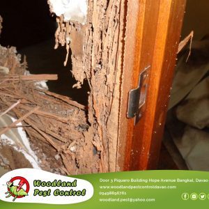 As the cold weather starts to creep in, termites will almost always find your home
