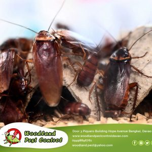 Do you live in a area where cockroaches are common?