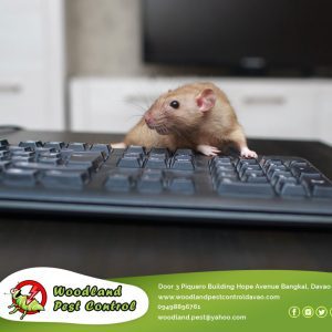 You can’t afford to be distracted by a pest infestation when operating a business.