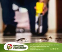 Best Davao pest control