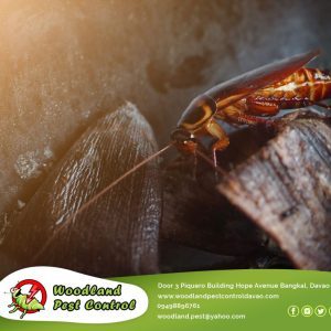 Have you been bitten by a pest at your home, business or resort?