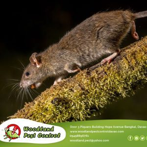 Pests, such as rats and cockroaches, hold the ability to hide and seek.