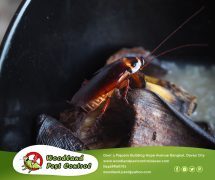 Best Davao pest control