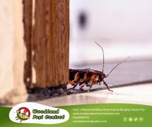 Best Davao pest control