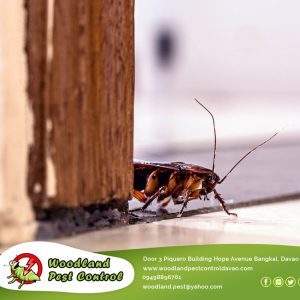 One of the best ways to keep pests away from your home is through pest control.