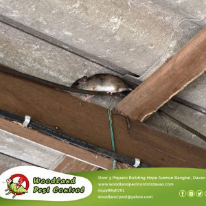 One of the most prevalent types of pests that homeowners have to deal with is roof rats.