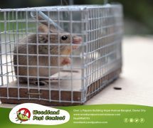 Best Davao pest control