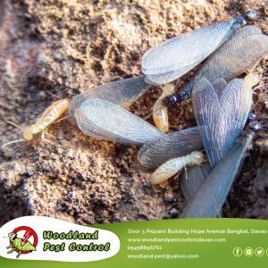 We can take care of all your pest control needs, including termites, rodents, and flying insects.