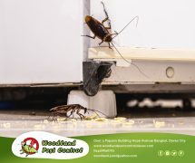 Best Davao pest control