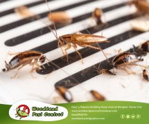 Best Davao pest control