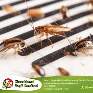 Pest infestations can be a serious problem, but with the help of our experienced team