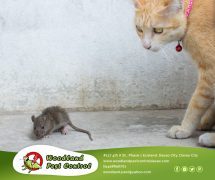 Best Davao pest control