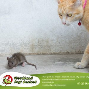 Did you know that the use of cats to control rodents dates back to ancient Egypt