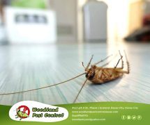 Best Davao pest control