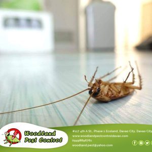Our pest control experts triumphed over this pesky cockroach infestation.