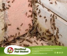 Best Davao pest control