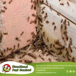 Our pest control services will restore peace and sanity to your home.