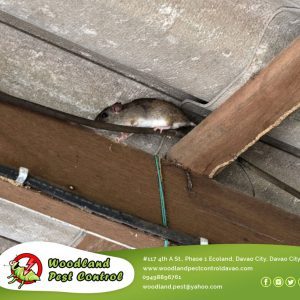 We have the perfect solution for you! Introducing our highly effective Rat and Mice Control services