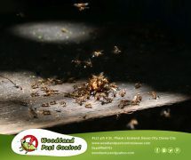 Best Davao pest control