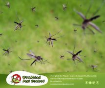 Best Davao pest control