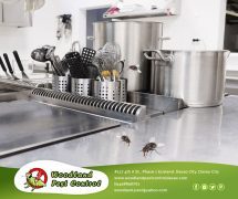 Best Davao pest control