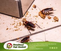 Best Davao pest control