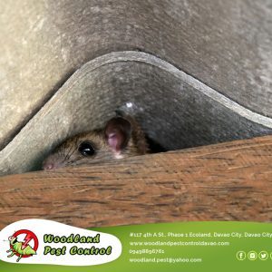 Don’t let these freeloading furballs turn your pad into a 5-star rodent resort!