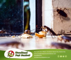 Best Davao pest control