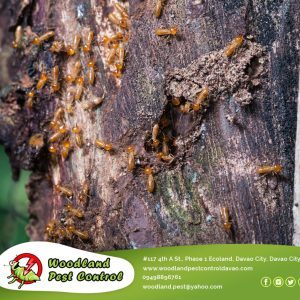 Are Termites Undermining Your Home?