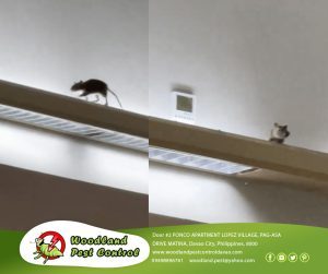 Best Davao pest control