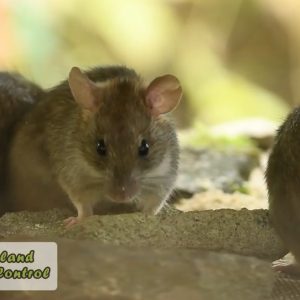 Say goodbye to unwanted rodent invasions!