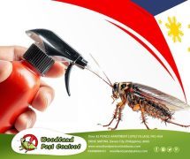 Best Davao pest control