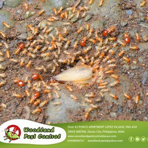 Termite Trouble Alert!