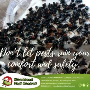 ️ Keep Your Home Pest-Free This Rainy Season! ❄️