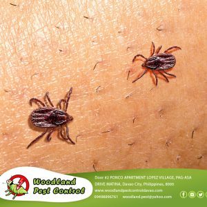 ️Did You Know? Ticks Are Closer to Spiders Than Insects! ️